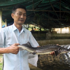 Nuôi cá hồi, cá tầm trên đỉnh Pù Rinh